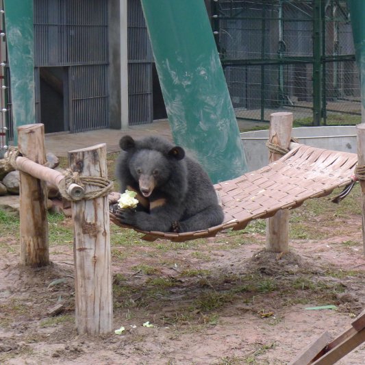 Bill deciding that the hammock's ok! Photo courtesy of Animals Asia.