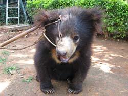 Cub forced into life as a dancing bear. Photo courtesy of International Animal Rescue.