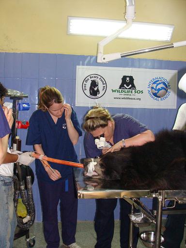 The operations to restore the blind bears' sight
