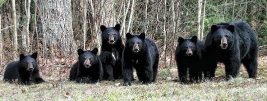 Some of Whistler's Black Bears, photo courtesy of Get Bear Smart