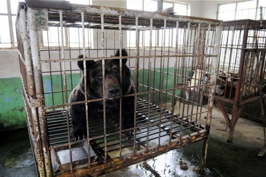 Oliver, incarcerated for 30 years (photo courtesy of Animals Asia)