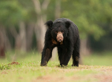 Sloth Bear. Photo courtesy of Wildlife Trust of India