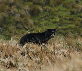 Spectacled Bear