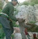 Iranian bear slaughter