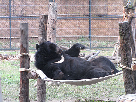 Beautiful Bodo - chilling out in his present from WBF!