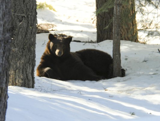 Martha relaxing in the snow.