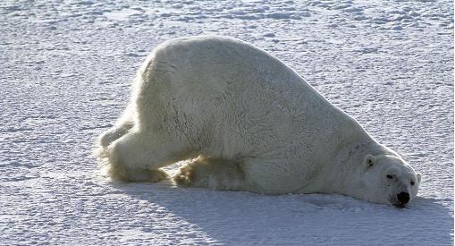 Bottoms Up! Photo courtesy of Robert & Carolyn Buchanan/PolarBearsInternational.org