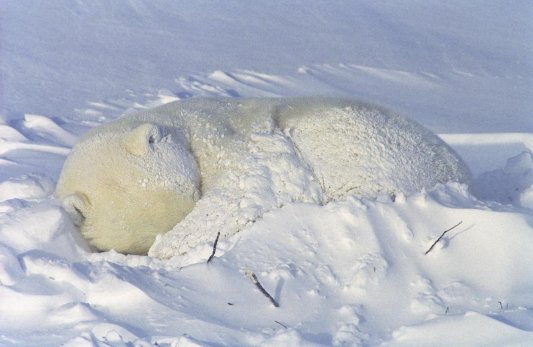 Sleepy Head, photo courtesy of Robert & Carolyn Buchanan/PolarBearsInternational.org