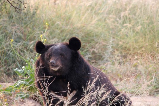 'Sohrab' relaxing in the Balkasar Sanctuary, rescued from the brutal practice of bear baiting. Photo ©WSPA and the Bioresource Research Centre