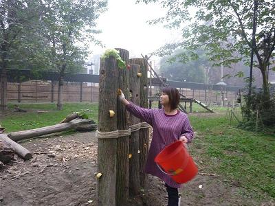 The log wall being stocked with goodies for the bears