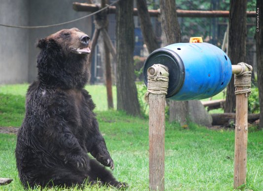 Oliver running a tombola (photo courtesy of Animals Asia)