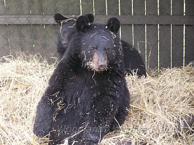 Bear in Hay