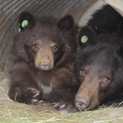 Mom and Cub