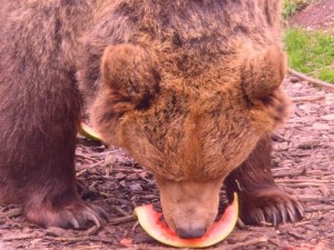 Suzy enjoying her melon