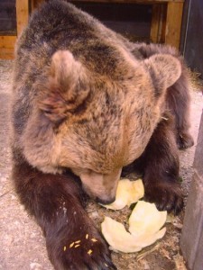 Suzy enjoying her melon