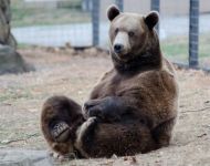 Bam Bam (photo © Turpentine Creek Wildlife Refuge)