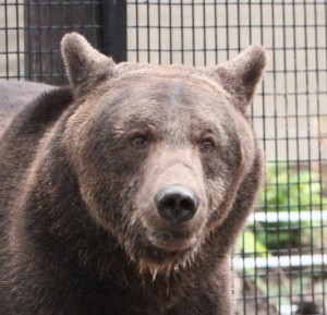 Wildwood Trust - rescued bear