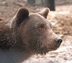 Wildwood Trust - rescued bear