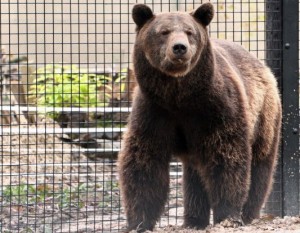 Wildwood Trust - rescued bear