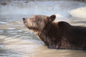 Wildwood Trust - rescued bear