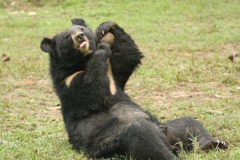 Mine, all mine – one of the bears enjoying their coconut.