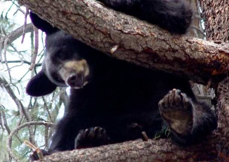 Bear in tree