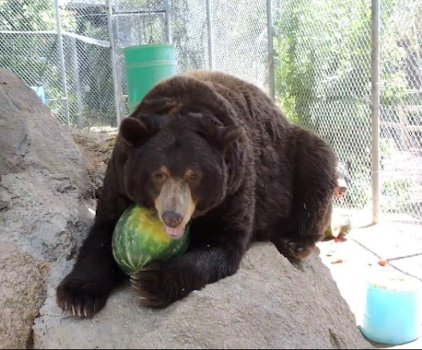 Bear on rock eating watermelon