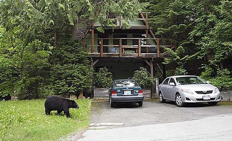 Bear outside house