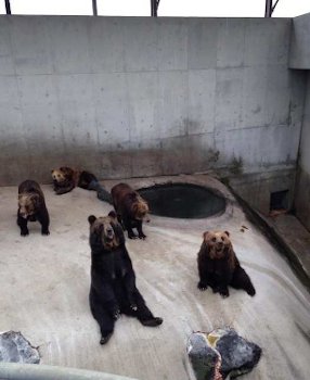 Group of bears at a Japanese Bear Park
