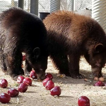 Bears eating apples