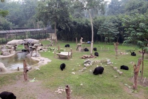 Animal Asia’s China Bear Rescue Centre, Chengdu