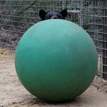 Forest Animal Rescue - Boomer ball