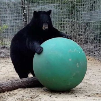 Forest Animal Rescue - Boomer ball