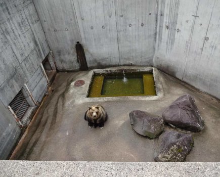 Hanako, aged 30, at KumaKuma Bear Park