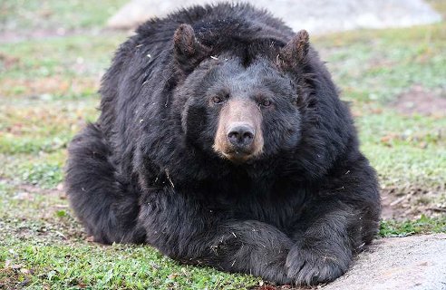 Photo of bear, courtesy of Lions, Tigers and Bears