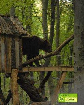 Myr investigating the treehouse at Eco-Halych. Photo courtesy of Eco-Halych.