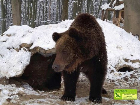 Myr, one of the bears at Eco-Halych. Photo courtesy of Eco-Halych.