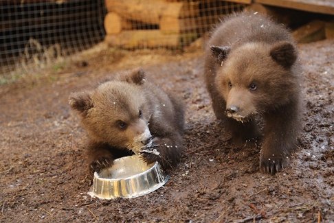 Orphaned bear cubs