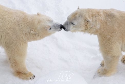 Polar bears