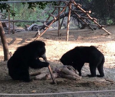 Sloth bear workshop