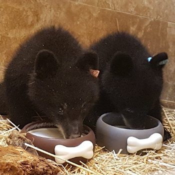 Two bear cubs eating