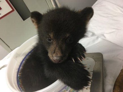 Bear cub